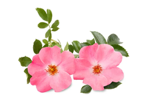 Óleo de Rosa Mosqueta